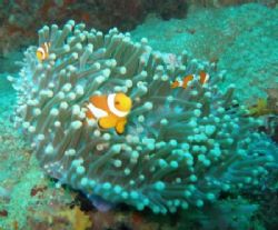 A joyful anemonefish family by Gordana Zdjelar 